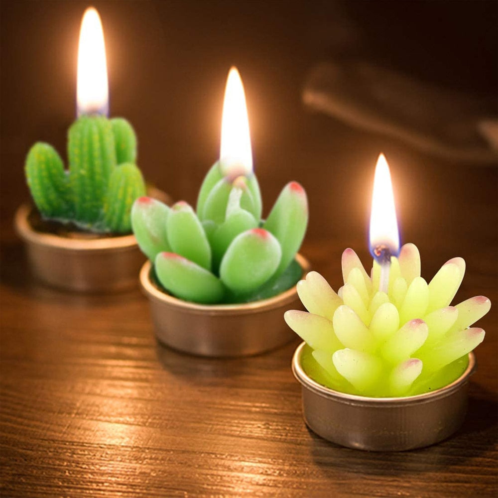 Assorted 12-Piece Succulent Plant Set