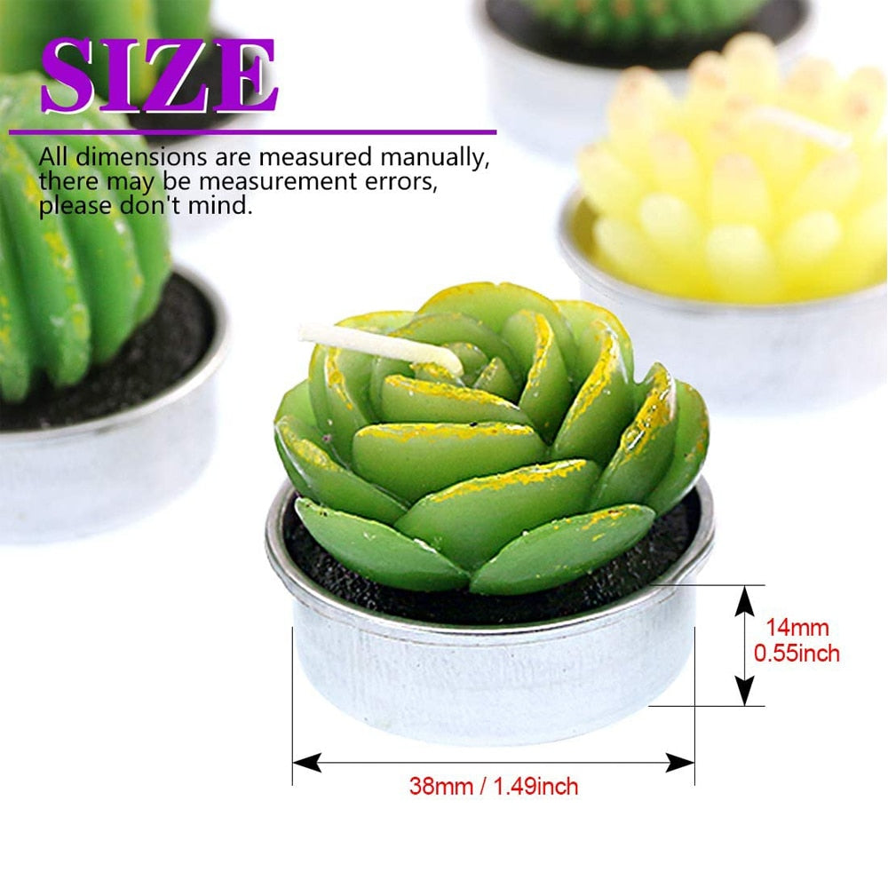 Assorted 12-Piece Succulent Plant Set