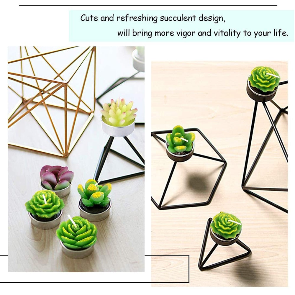 Assorted 12-Piece Succulent Plant Set