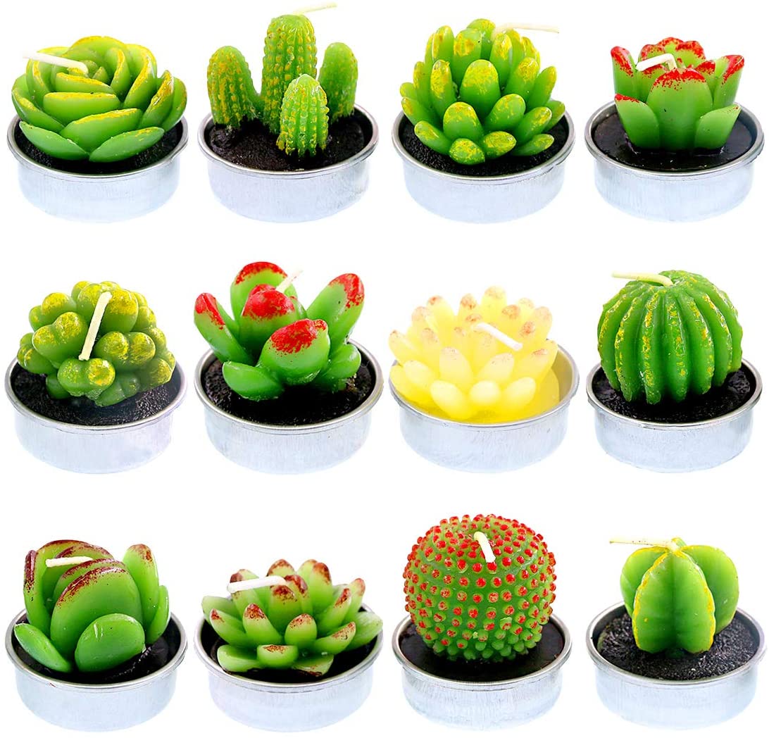 Assorted 12-Piece Succulent Plant Set