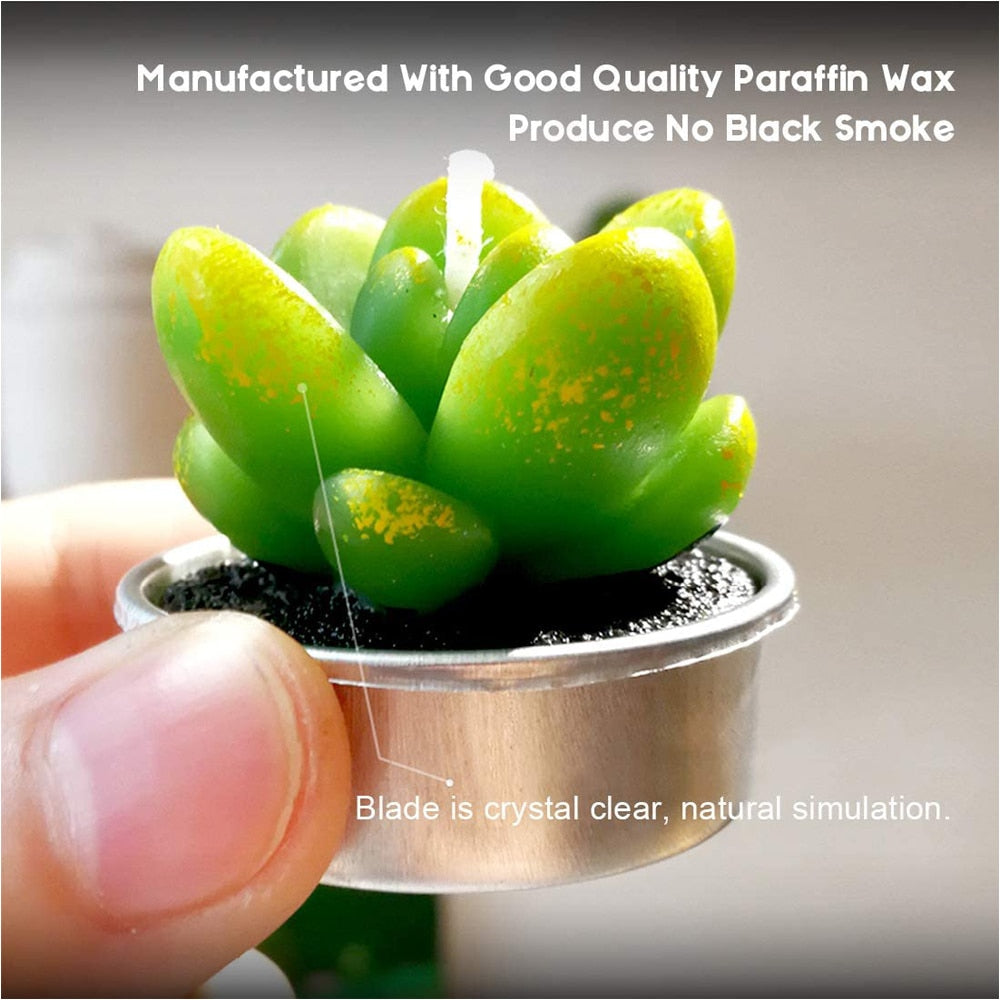 Assorted 12-Piece Succulent Plant Set