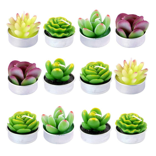 Assorted 12-Piece Succulent Plant Set