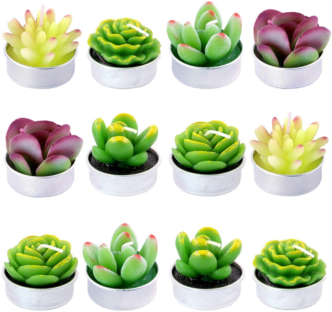 Assorted 12-Piece Succulent Plant Set