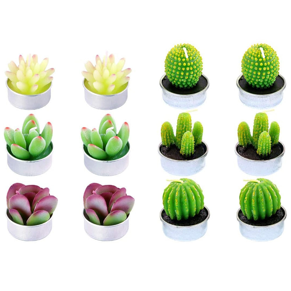 Assorted 12-Piece Succulent Plant Set