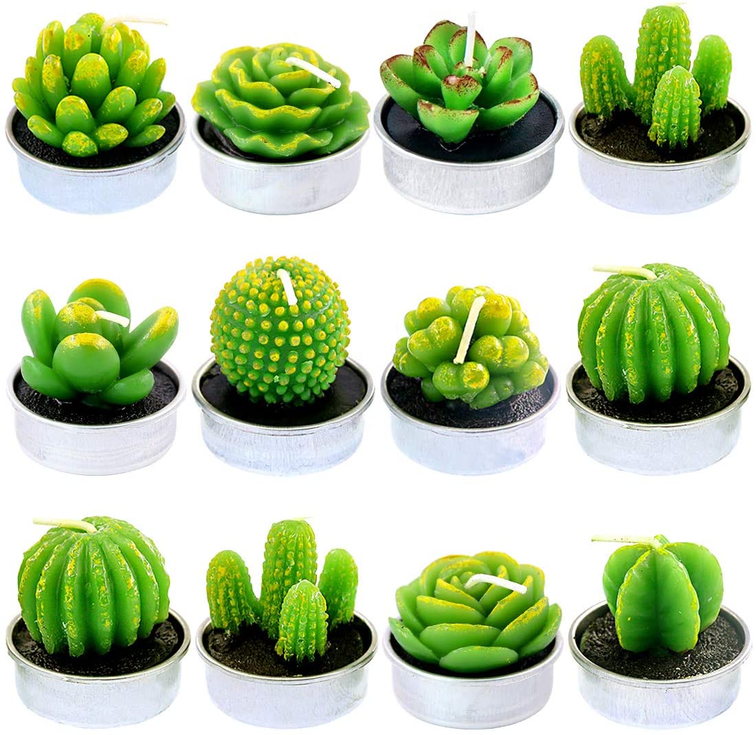 Assorted 12-Piece Succulent Plant Set