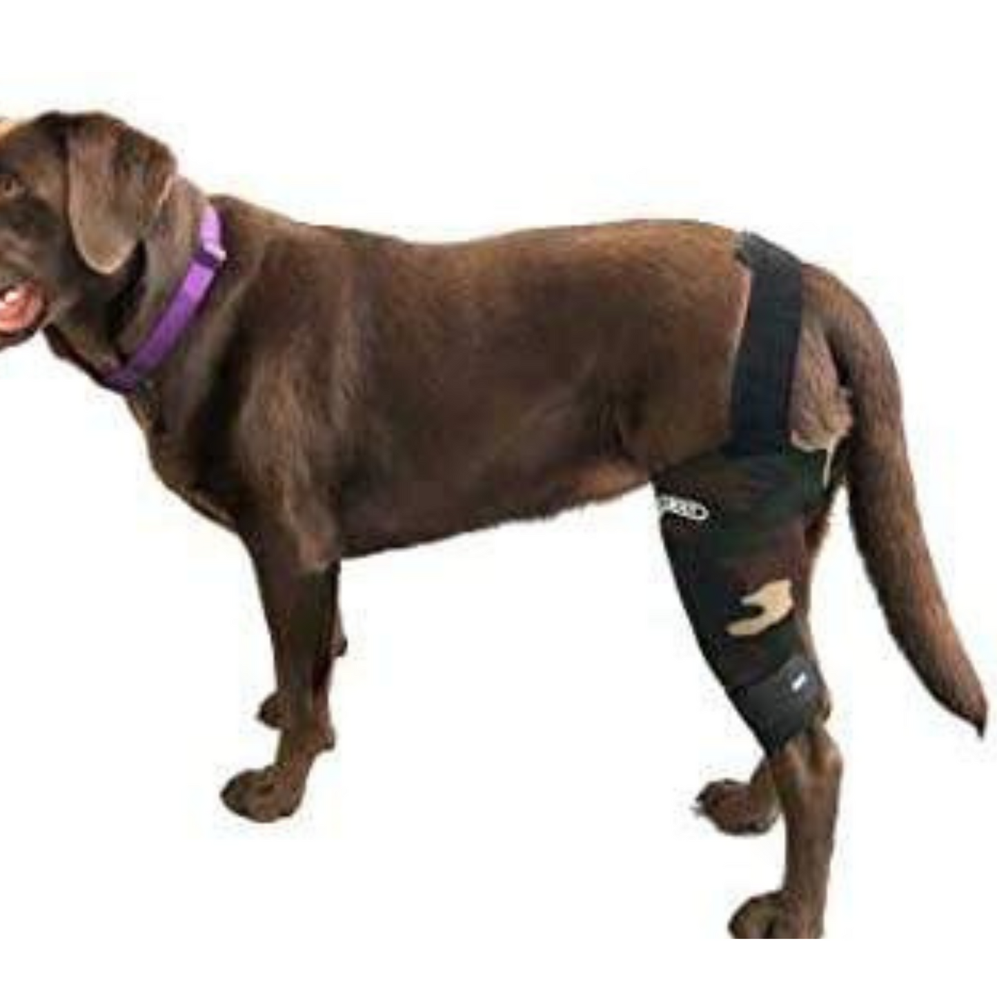 Walkabout Harnesses Camouflage Knee