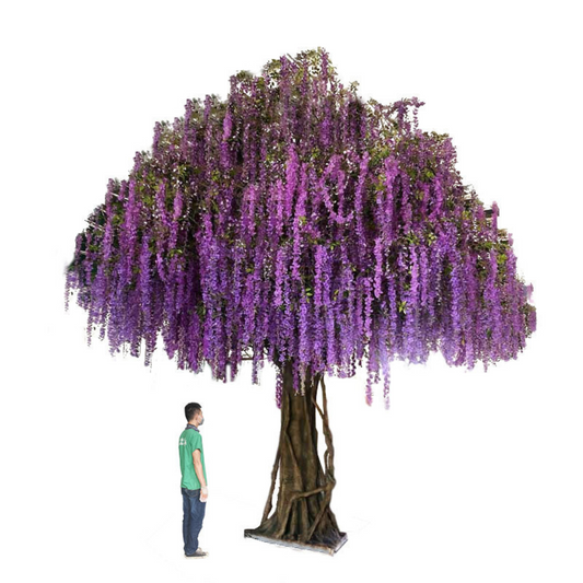 Spring Indoors Wisteria Flower Blossom Tree