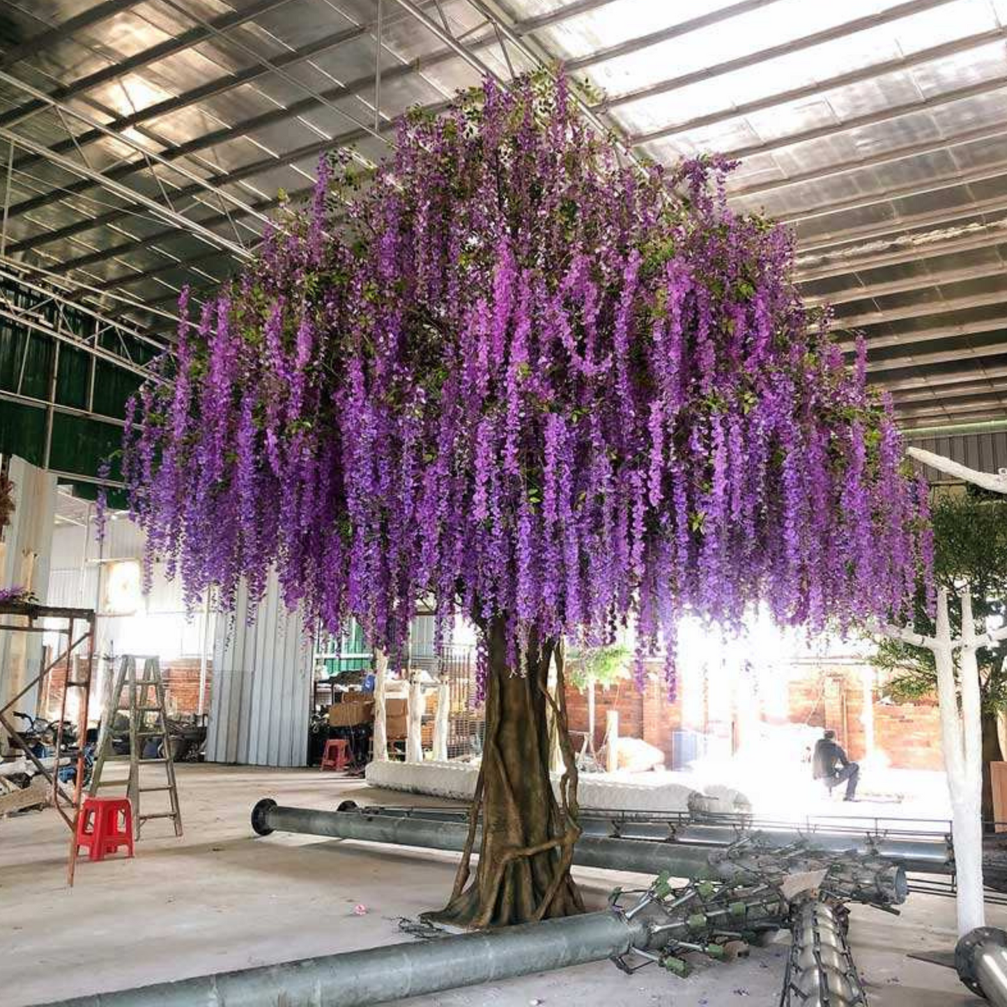 Spring Indoors Wisteria Flower Blossom Tree
