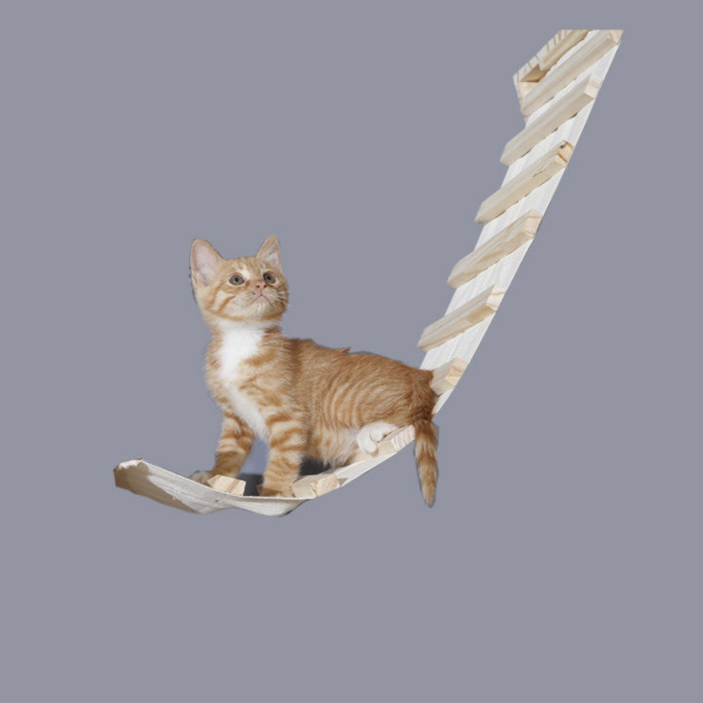 Wall Mounted Cat Climb Shelves