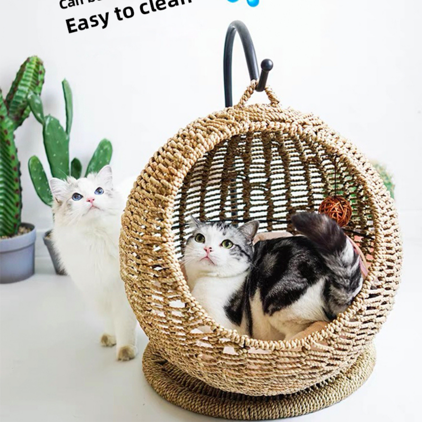 Cats and Hanging Egg Cages